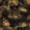 Sepia Brown